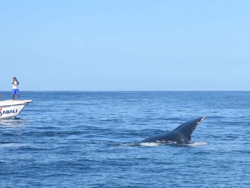 Whale watching in Samana, Dominican Republic